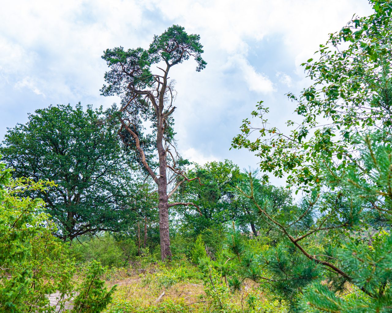 Wandelen-bij-Archemerberg-Overijssel