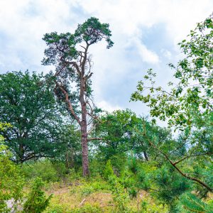 Wandelen-bij-Archemerberg-Overijssel