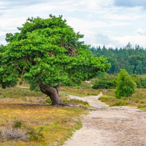 Mooie-boom-tijdens-wandeling-op-Archemerberg