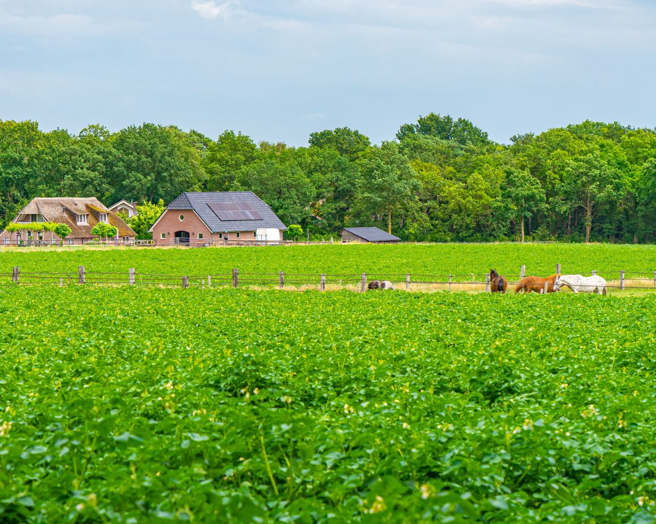 Uitzicht-op-boerderijen-Lemele-tijdens-Pieterpad-etappe-10