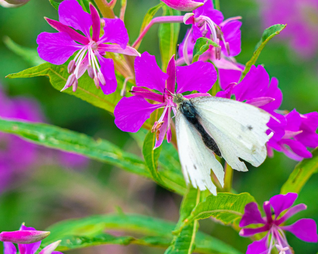 Witte-vlinder-op-paarse-bloem