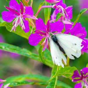 Witte-vlinder-op-paarse-bloem