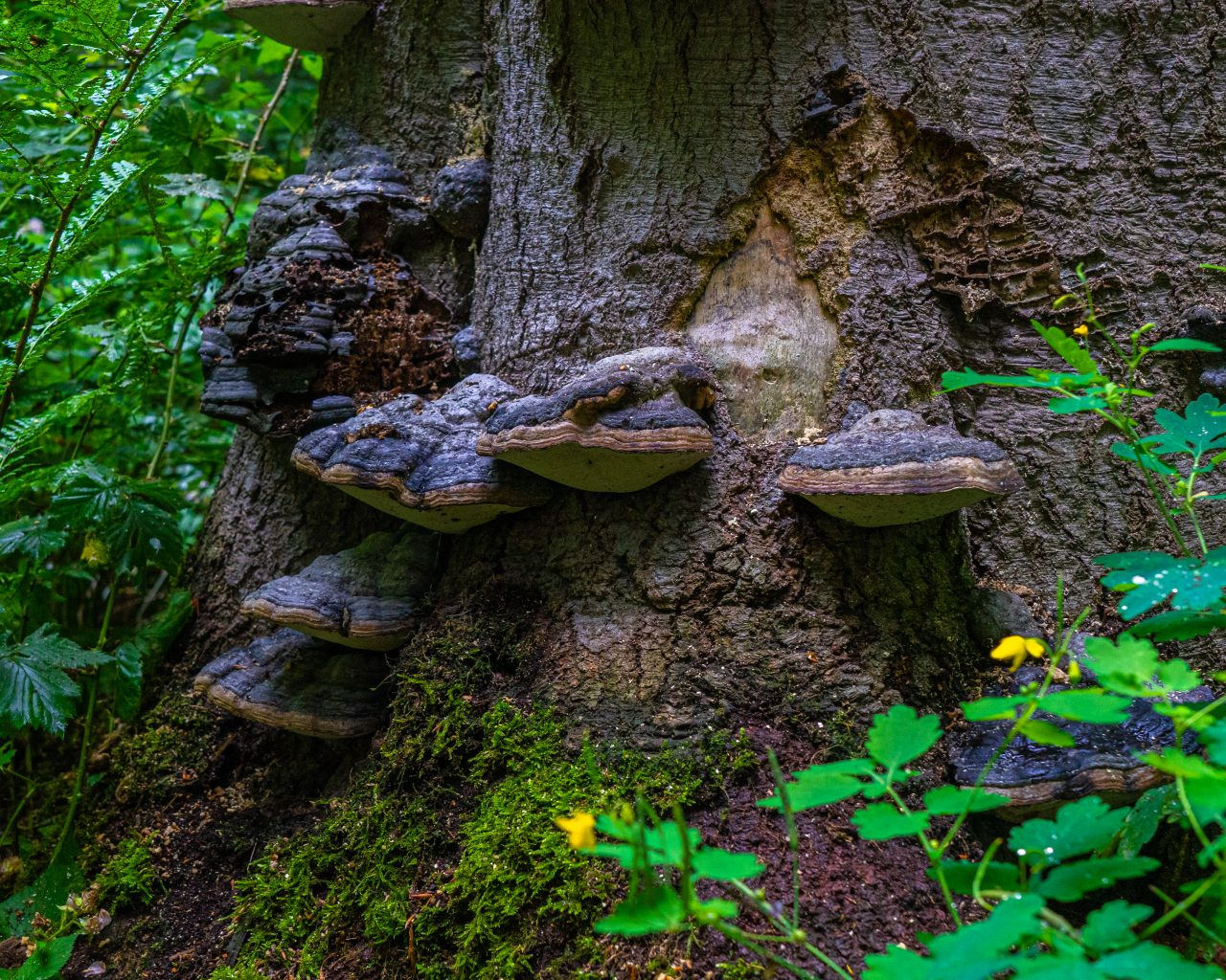 Oude-paddenstoelen-tegen-boomstam