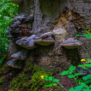 Oude-paddenstoelen-tegen-boomstam