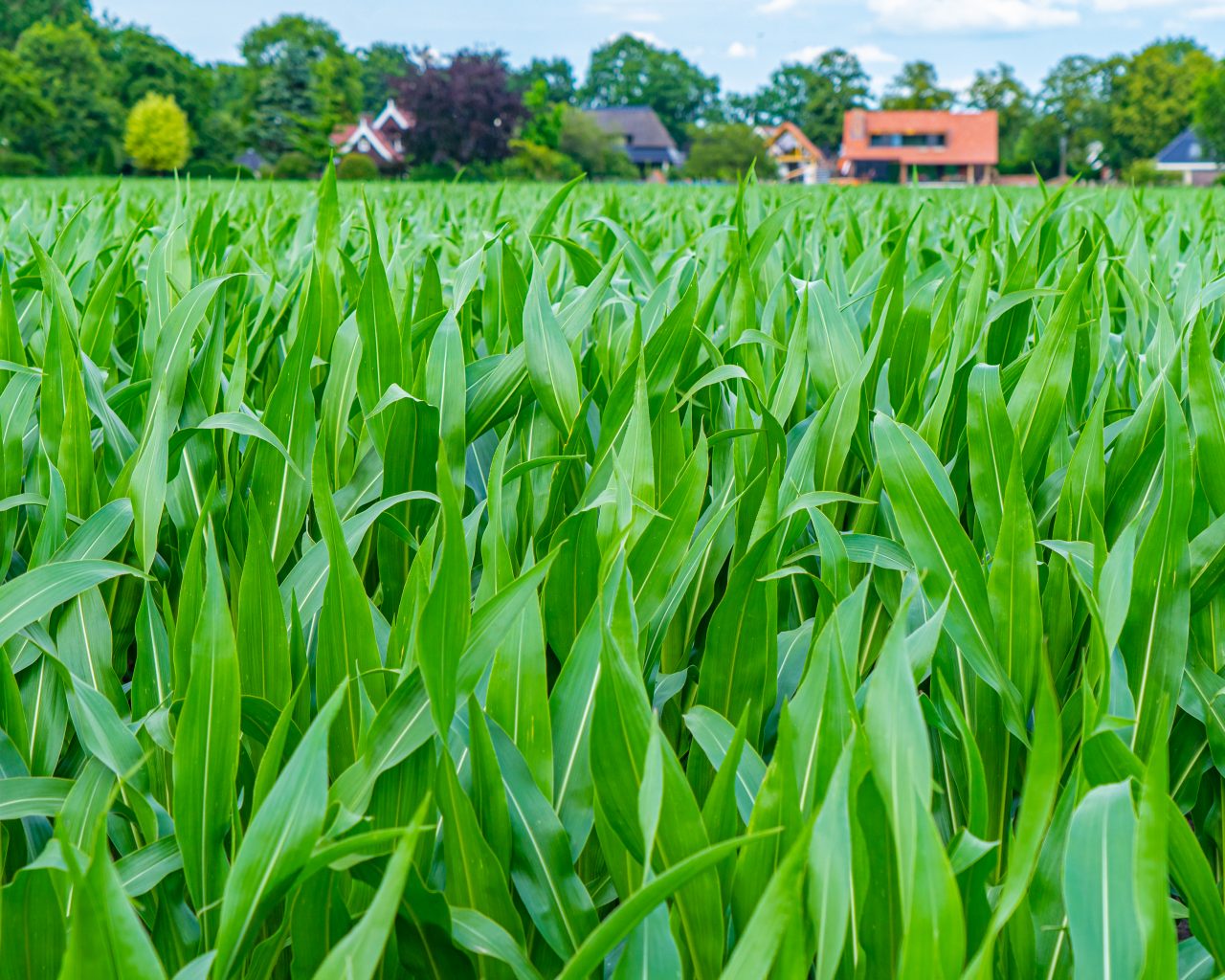 Akkers-rondom-Hellendoorn-Pieterpad-etappe-10