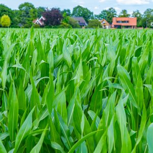 Akkers-rondom-Hellendoorn-Pieterpad-etappe-10