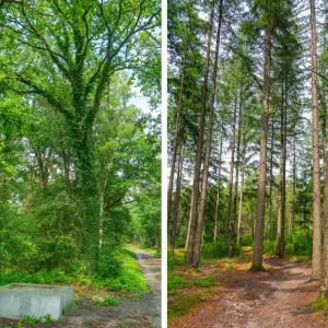 Bossen-en-bomen-Pieterpad-etappe-10