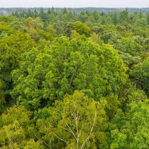 Groene-bossen-van-Besthmenerberg