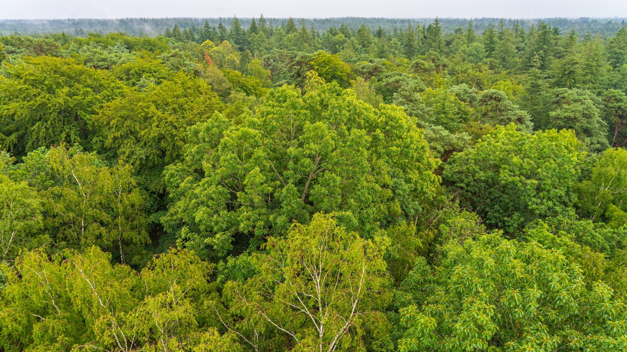 Groene-bossen-van-Besthmenerberg