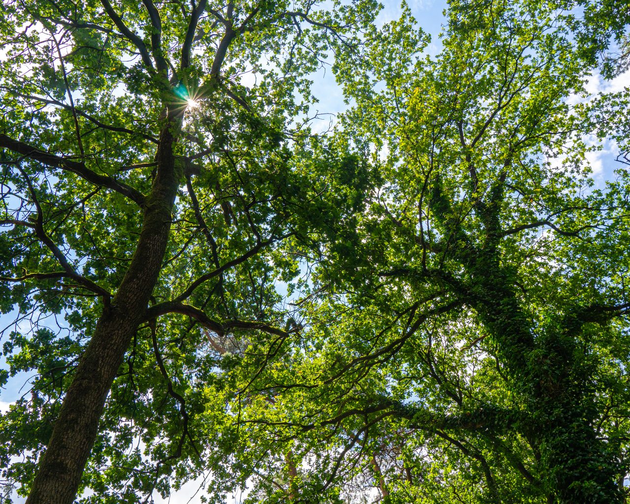 Bomen-tijdens-wandelen-Pieterpad-etappe-10