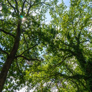 Bomen-tijdens-wandelen-Pieterpad-etappe-10