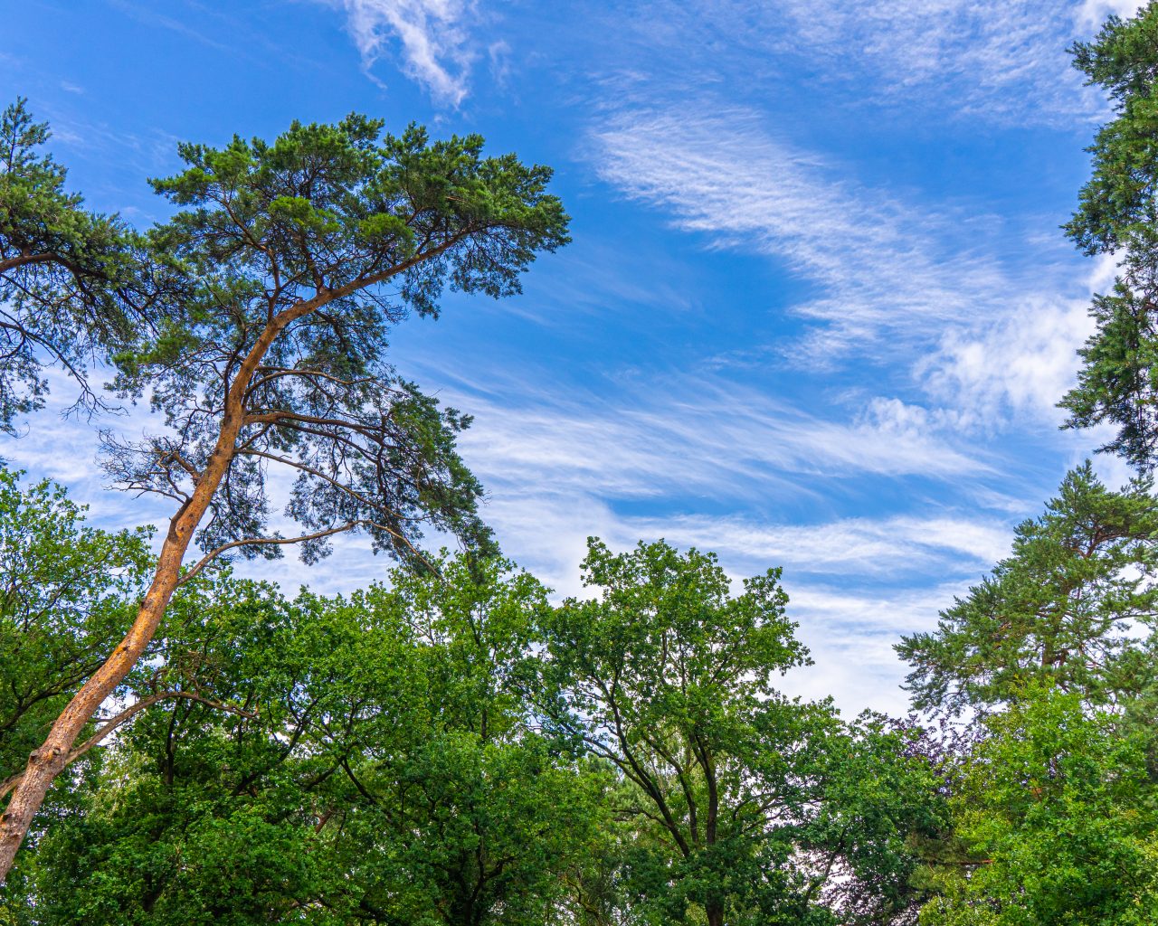 Groene-bomen-met-blauwe-lucht-bij-Ommen