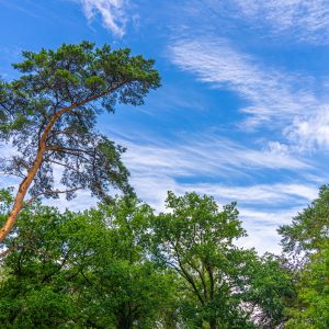 Groene-bomen-met-blauwe-lucht-bij-Ommen
