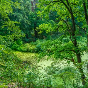 Steile-Oever-van-Rivier-Regge