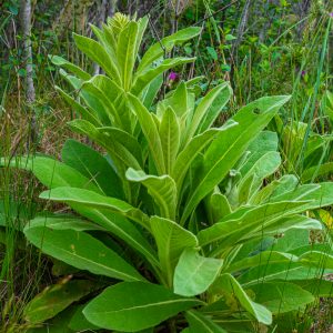 Zachte-groene-plant-Sallandse-Heuvelrug