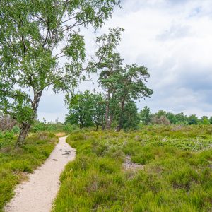 Holterberg-wandelpad-Sallandse-Heuvelrug-Pieterpad-etappe-11