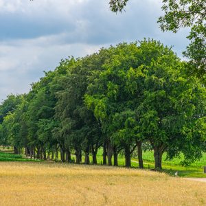 Bomenlaan-voordat-je-Holten-inloopt