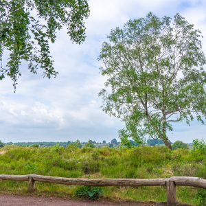 Uitzicht-vanaf-heuvel-op-boom-Sallandse-Heuvelrug