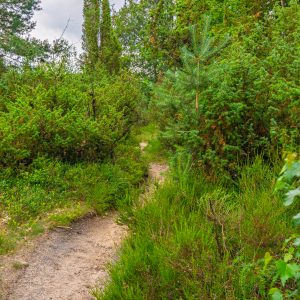 Pieterpad-etappe-11-over-Sallandse-Heuvelrug