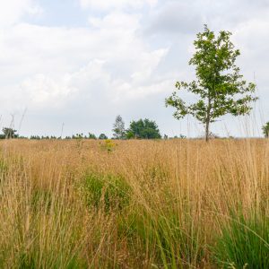 Veld-met-boom-Sallandse-Heuvelrug