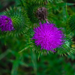 Paarse-bloem-Sallandse-Heuvelrug-wandelen