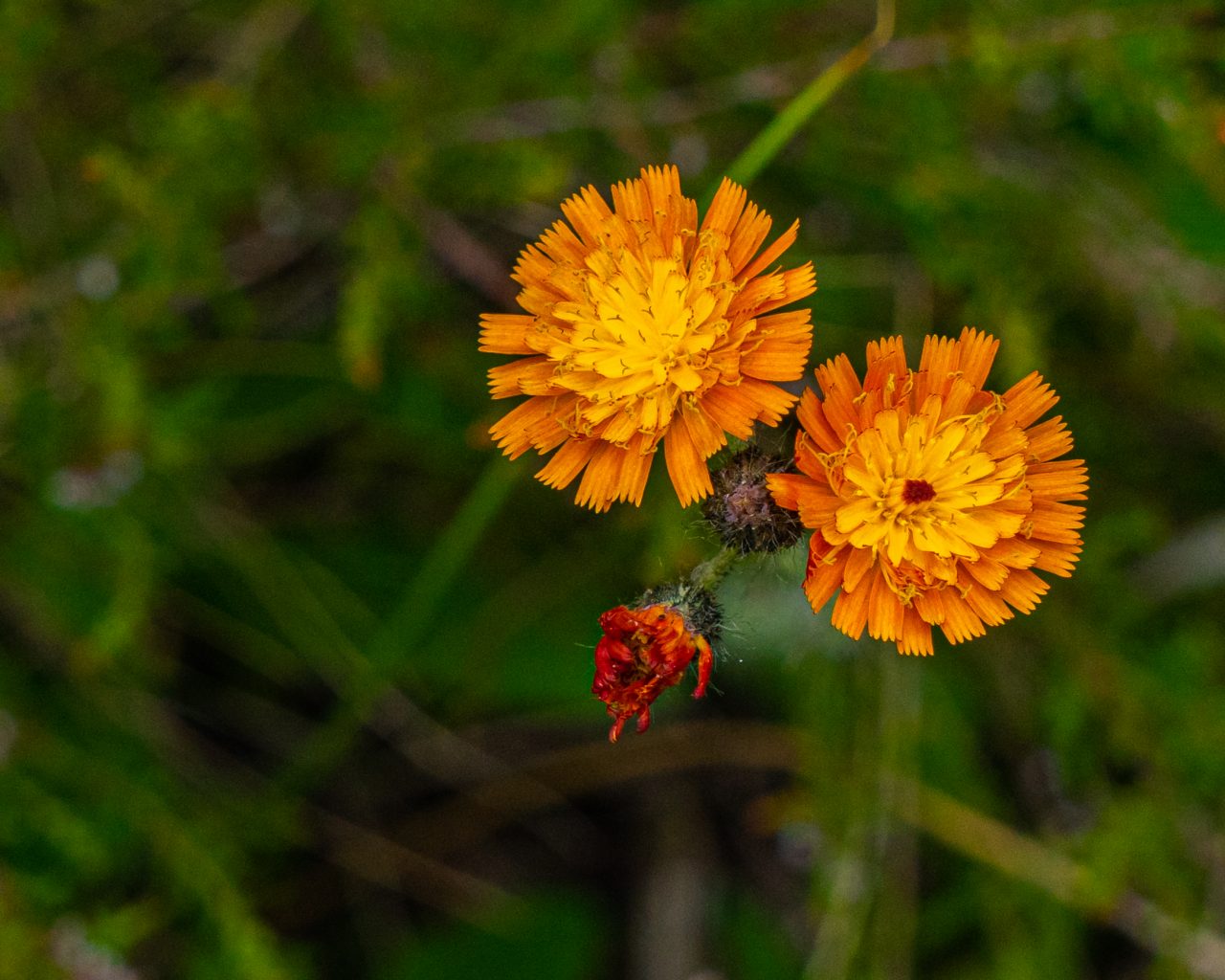 Oranje-bloemen-wandeling-Sallandse-Heuvelrug