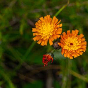 Oranje-bloemen-wandeling-Sallandse-Heuvelrug