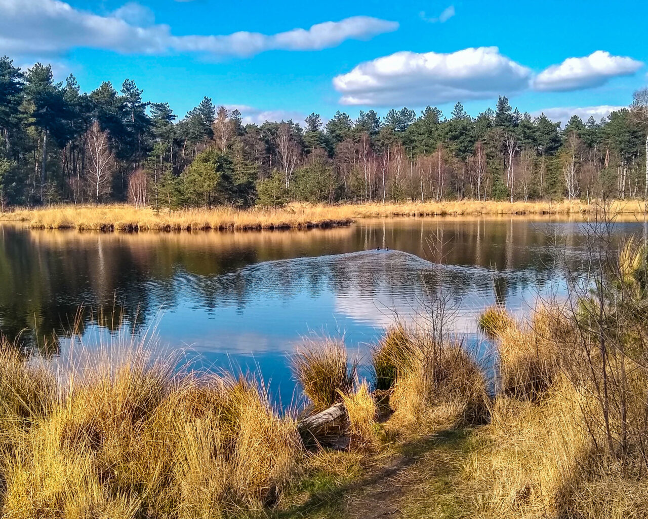 vennen-14-vennenwandeling-oisterwijk-brabant