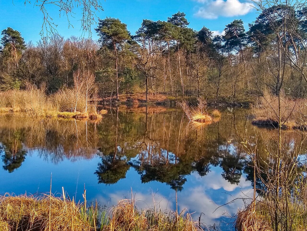 vennen-tijdens-14-vennenwandeling-oisterwijk-brabant