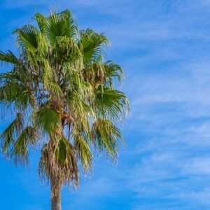 Palmboom-Alentejo-Portugal