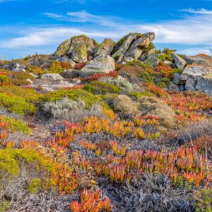 gekleurde-vetplantjes-rotsen-Alentejo