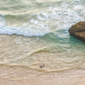 Otters-op-het-strand-Fishermans-trail