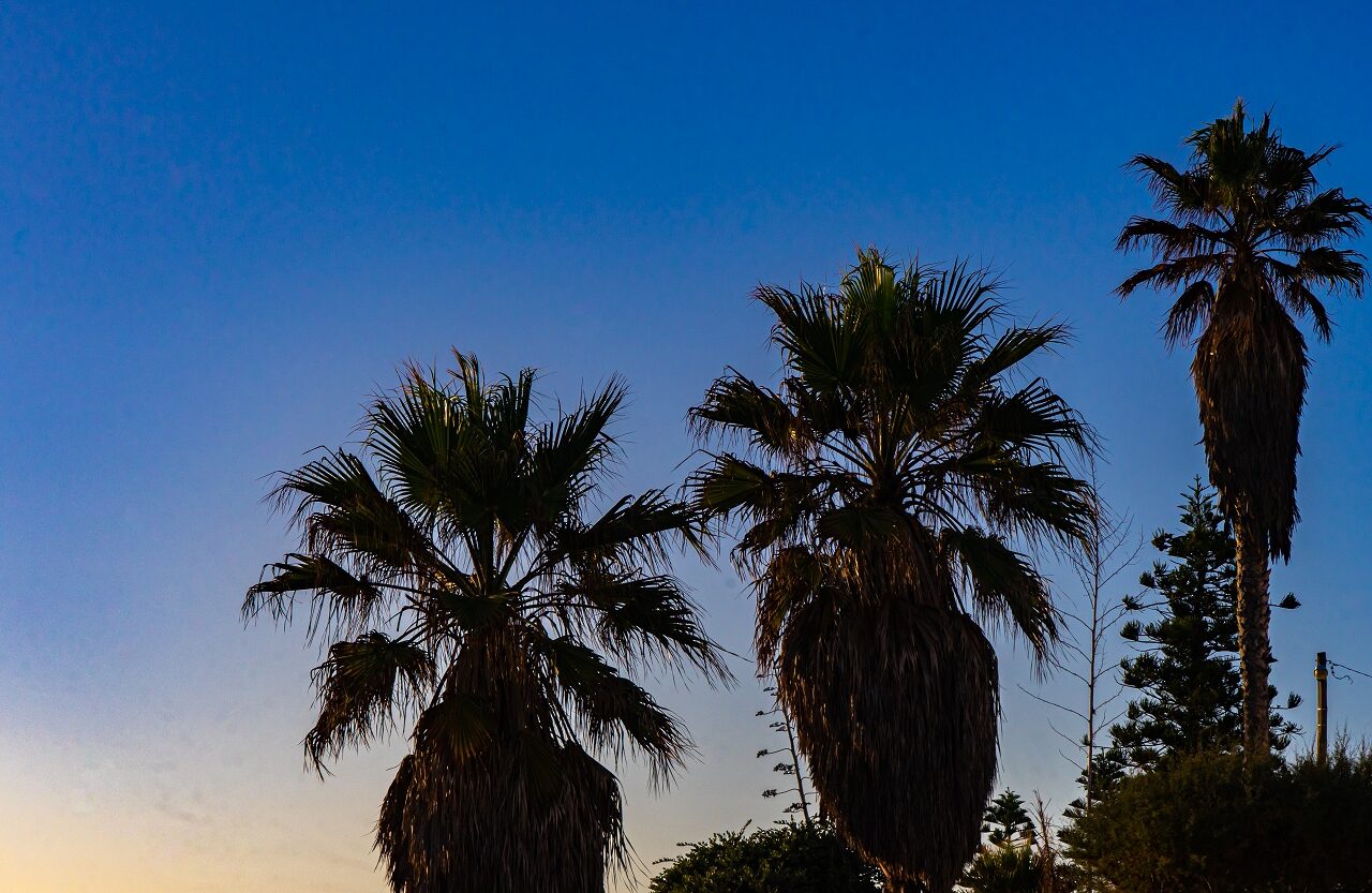 silhouetten-palmbomen-zonsondergang-zambujeira-do-mar