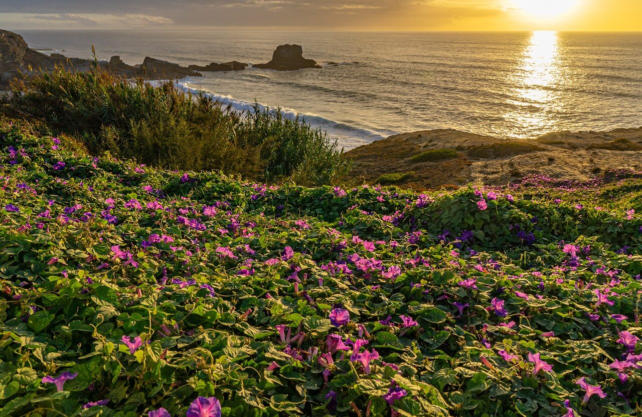 paarse-bloemen-en-zee-zambujeira-do-mar-tijdens-zonsondergang