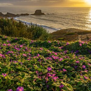 paarse-bloemen-en-zee-zambujeira-do-mar-tijdens-zonsondergang