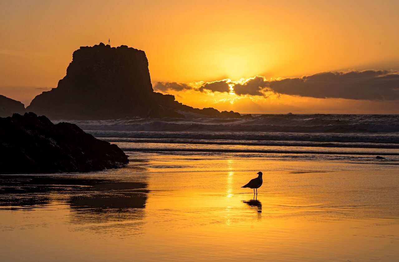 meeuw-op-strand-zambujeira-do-mar-tijdens-zonsondergang