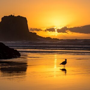meeuw-op-strand-zambujeira-do-mar-tijdens-zonsondergang