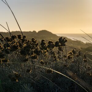 planten-kliffen-tijdens-zonsondergang-fisherman's-trail
