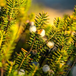 witte-besjes-planten-tijdens-fisherman's-trail
