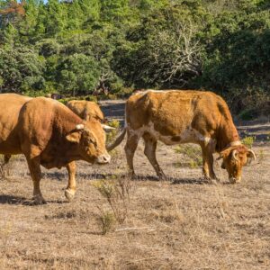 boeren-en-koeien-langs-historical-trail-portugal