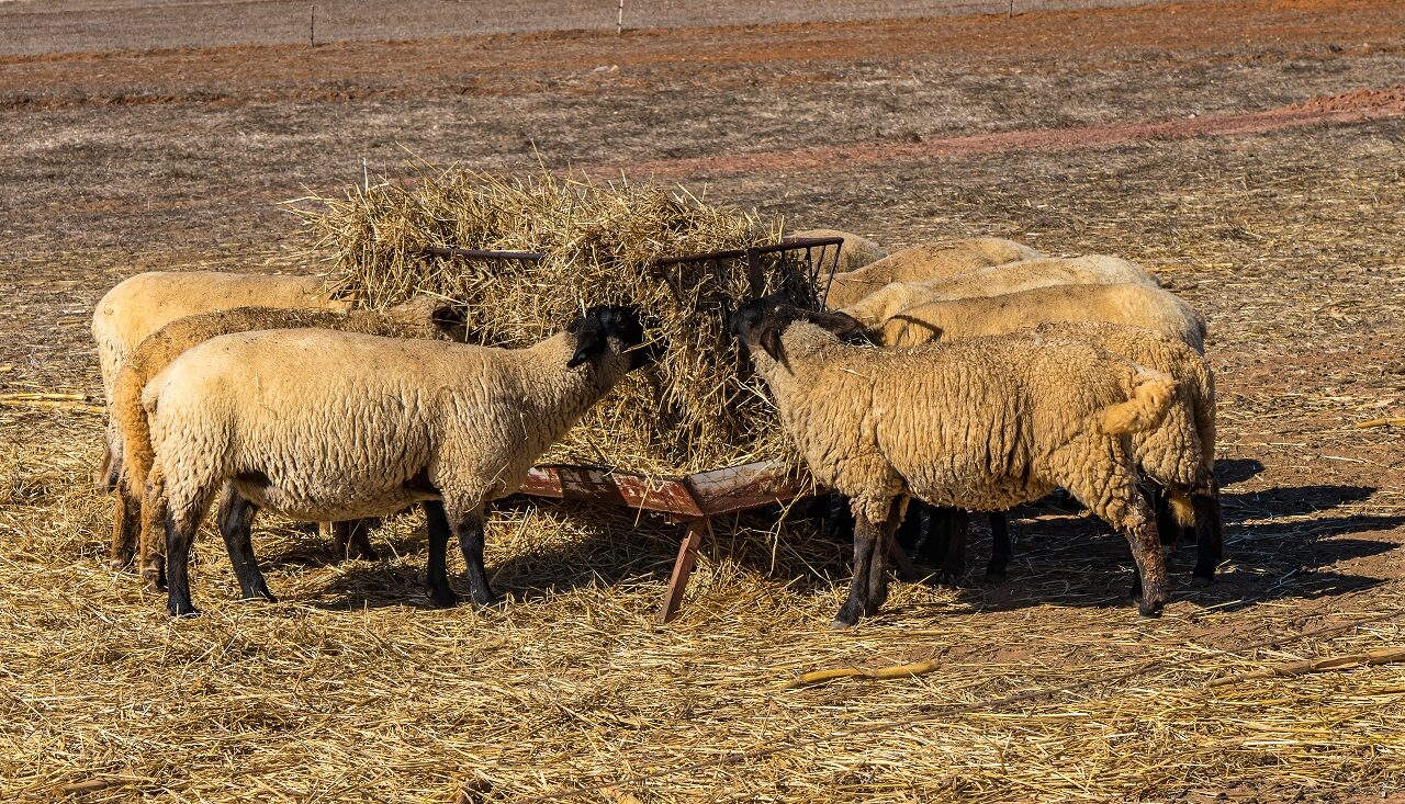schapen-eten-hooi-tijdens-wandelroute-naar-cabo-de-sao-vicente