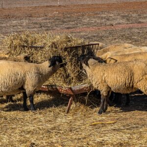 schapen-eten-hooi-tijdens-wandelroute-naar-cabo-de-sao-vicente