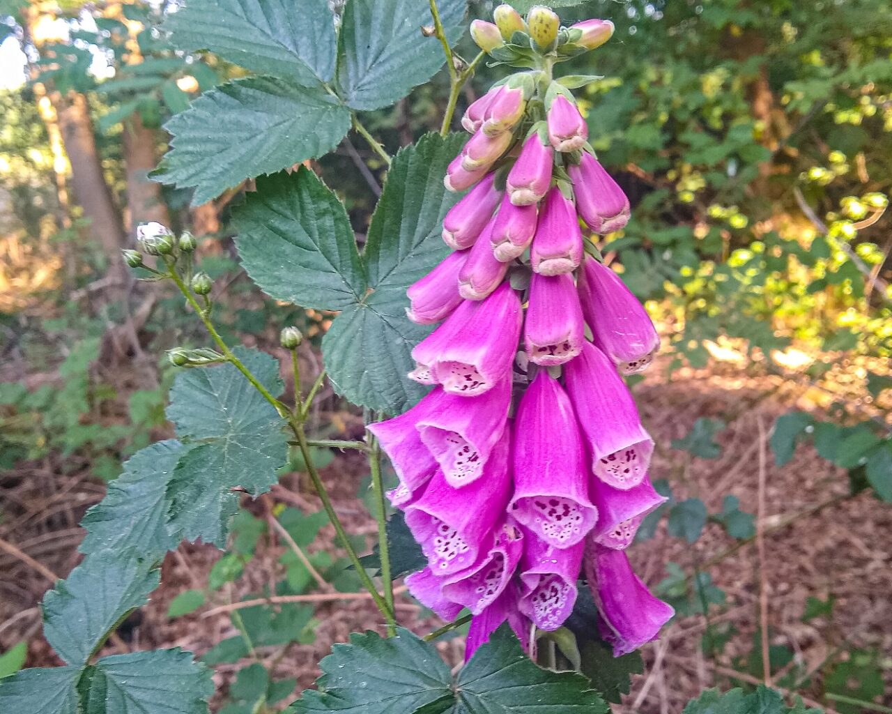 roze-bloemetjes-huis-ter-heide-wandelen