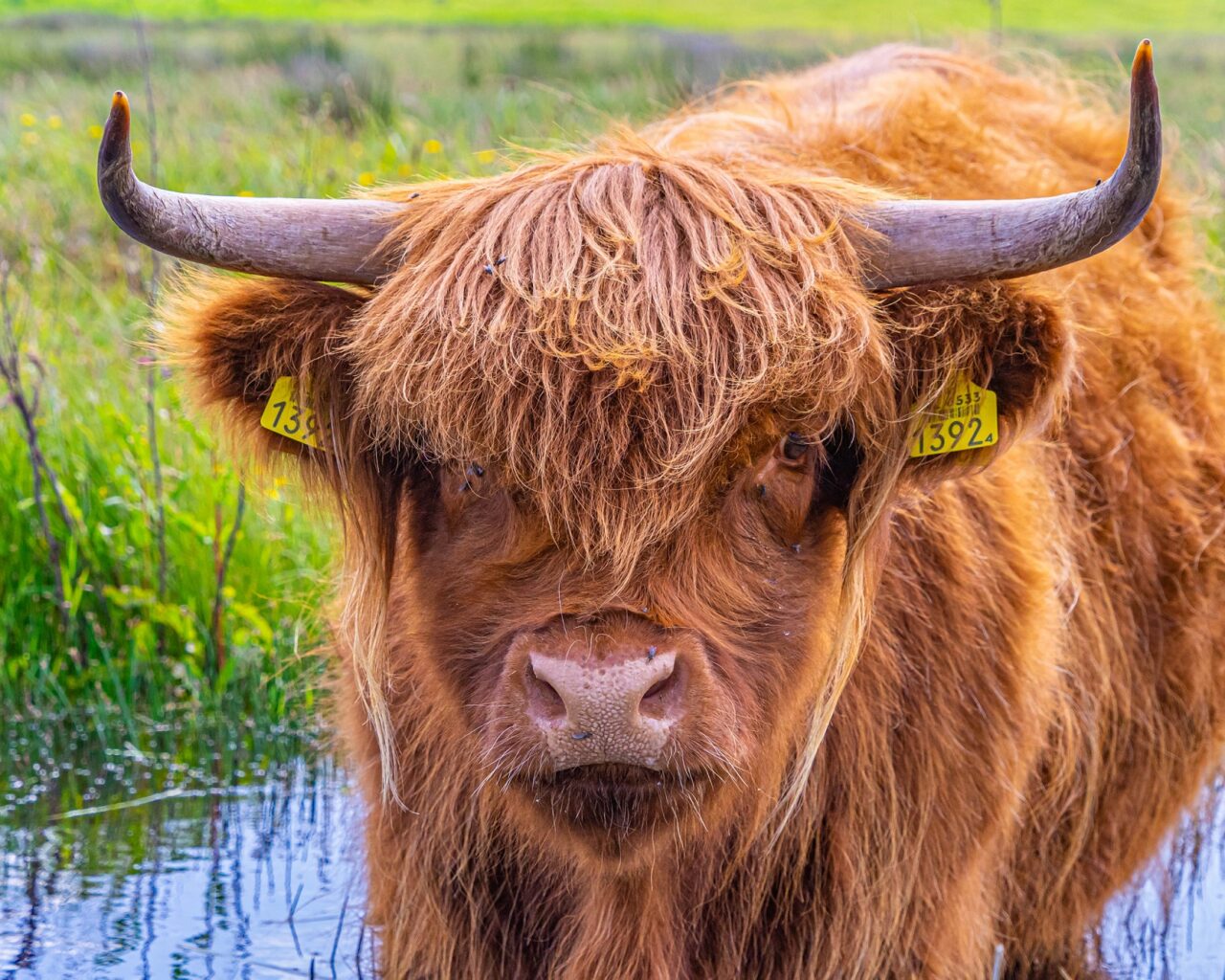 Schotse-hooglander-huis-ter-heide-wandeltochten-brabant