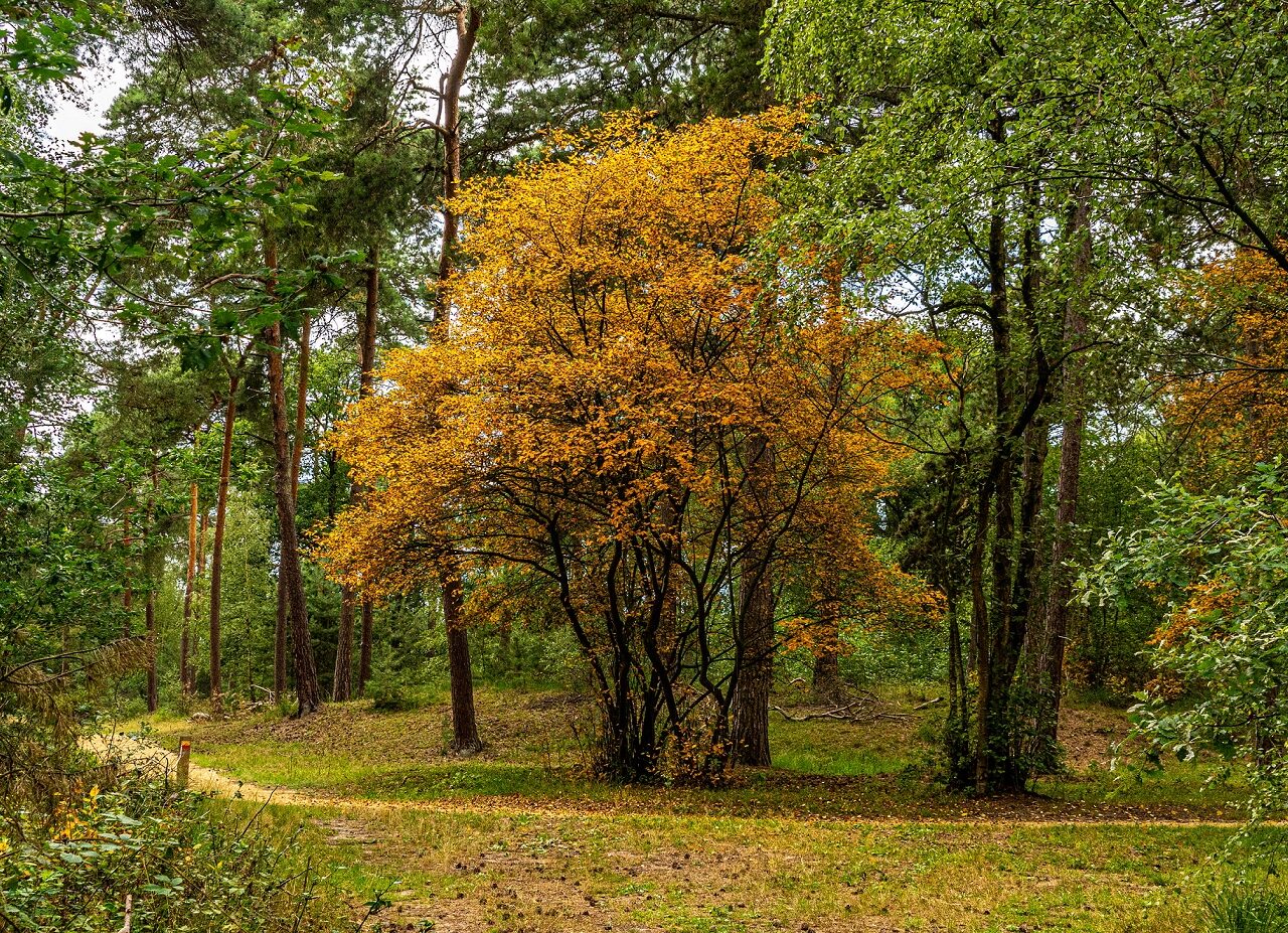 Herfstkleuren-kampina-brabant