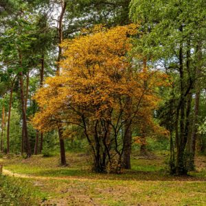 Herfstkleuren-kampina-brabant