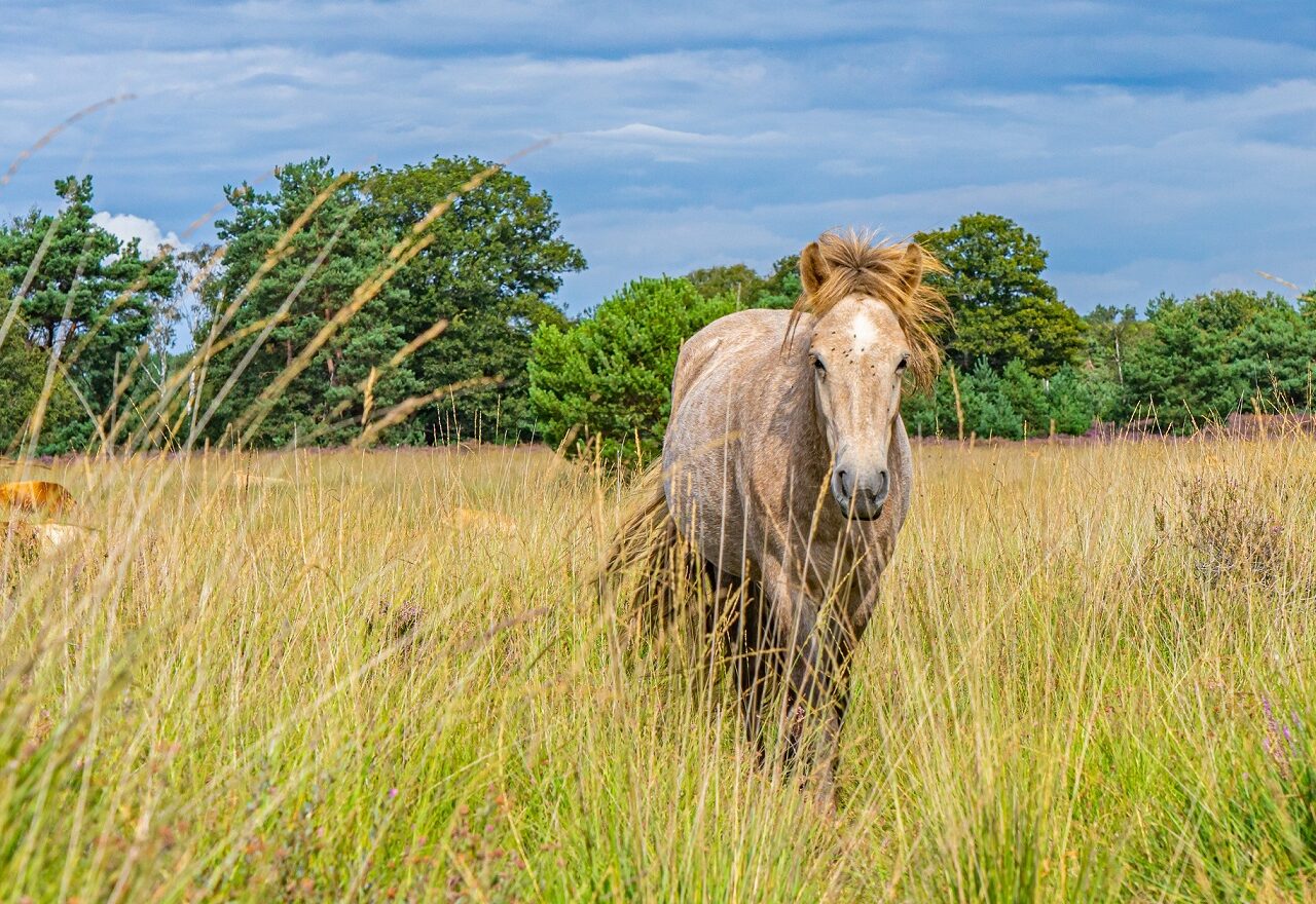 wild-paard-kampina-ns-wandeling