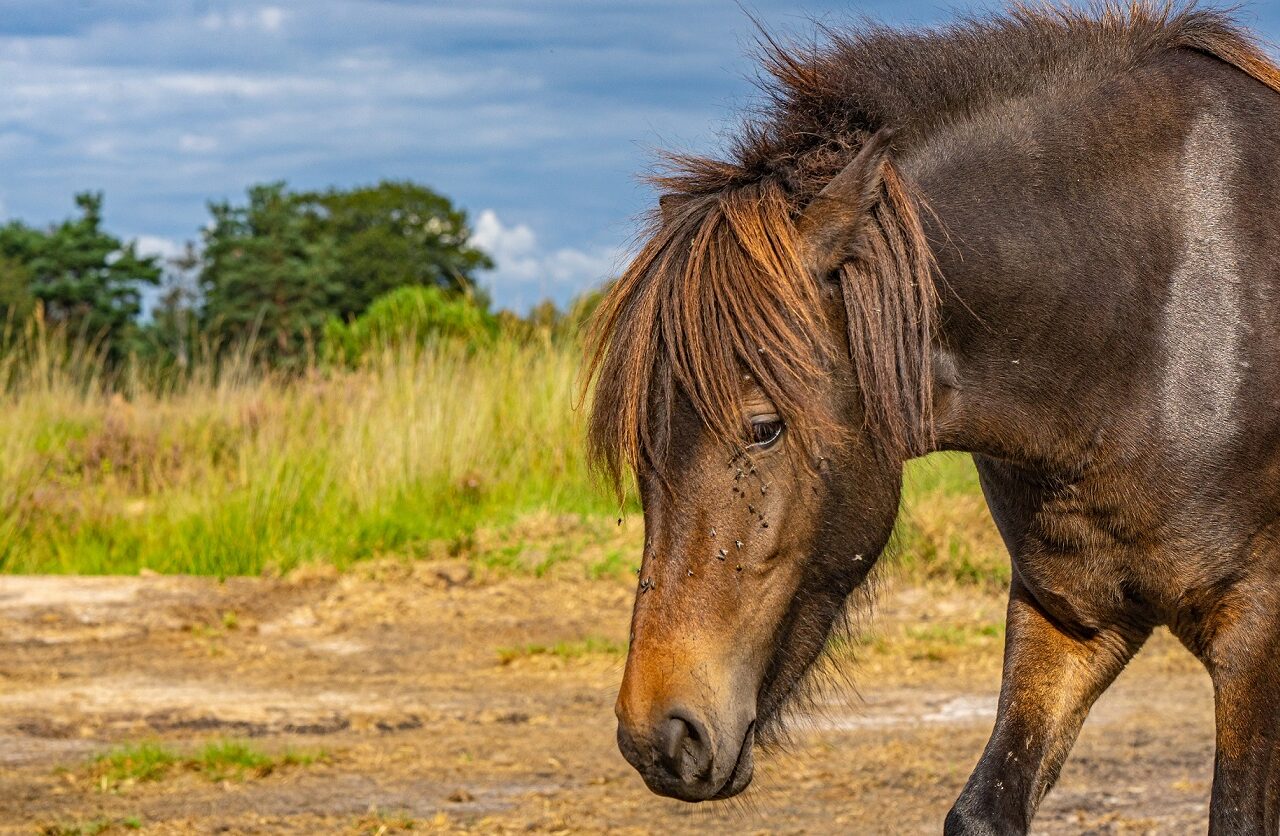 wilde-paarden-kampina-wandelen