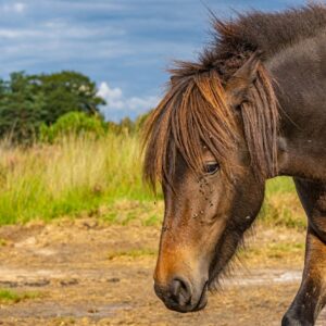 wilde-paarden-kampina-wandelen