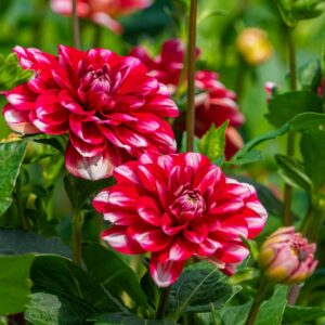 bloemen-in-kasteeltuin-kasteel-de-haar-utrecht